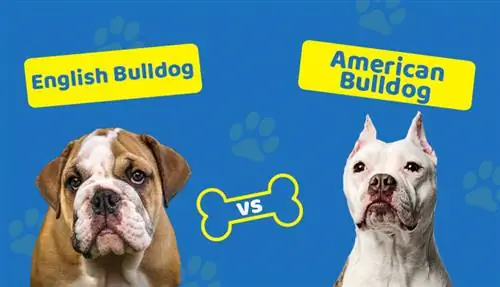 Englische Bulldogge vs. Amerikanische Bulldogge: Die Unterschiede (mit Bildern)