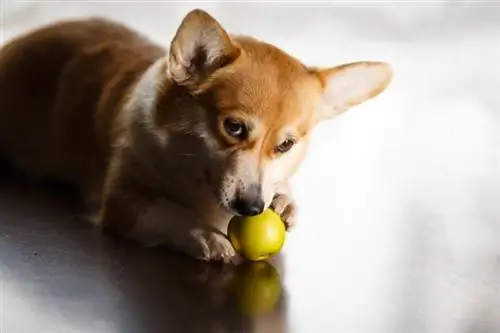 corgi dog kumakain ng berdeng mansanas sa sahig sa bahay