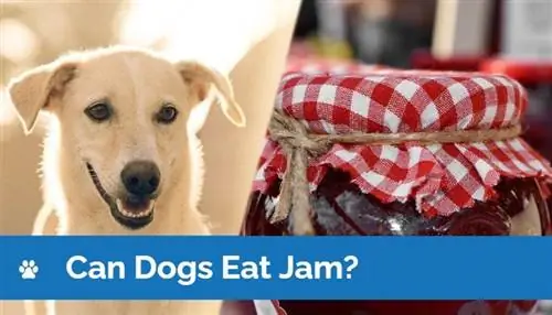 Dogs Noj Jam? Vet Reviewed Facts & FAQ