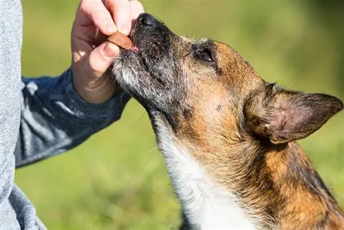 Hund bekommt ein Nahrungsergänzungsmittel