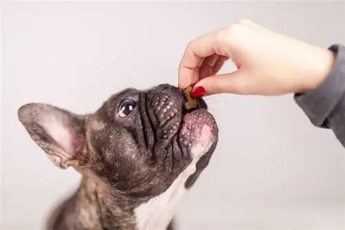 fransk bulldog får en godbid