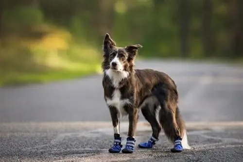 Cómo medir las patas de un perro para las botas: consejos de expertos & Trucos