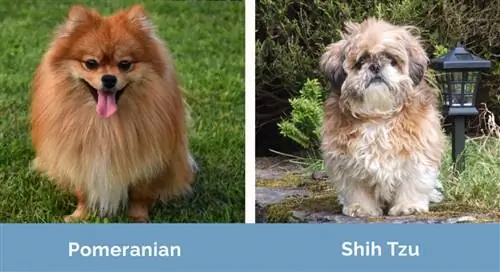 Pomeranian vs Shih Tzu ramię w ramię