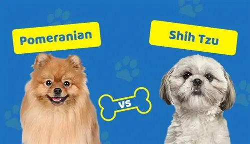 Pomeranian vs Shih Tzu: diferències explicades (amb imatges)