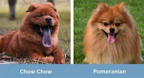 Chow Chow vs Pomeranian berdampingan