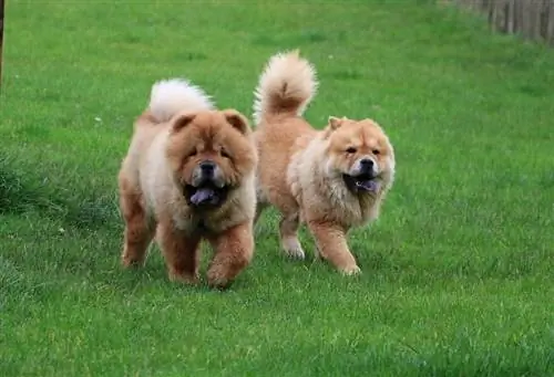 çimlerde yürüyen chow chow köpekleri