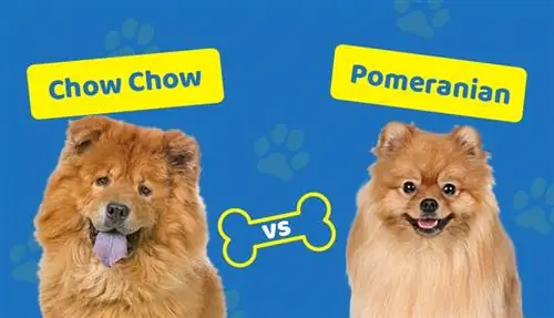 Chow Chow vs. Pomerania: descripción general de la raza & diferencias (con imágenes)