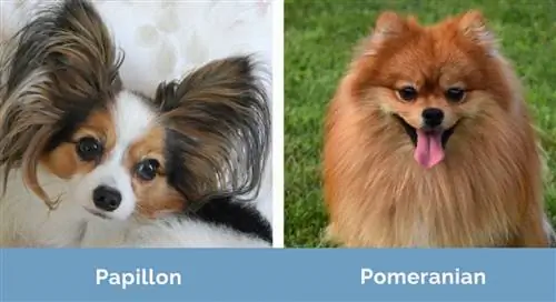 Papillon vs Pomeranian เคียงข้างกัน