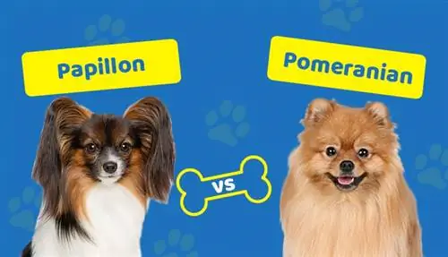 Papillon Vs. Pomeranian: Qhov txawv ntawm qhov tseem ceeb (nrog duab)