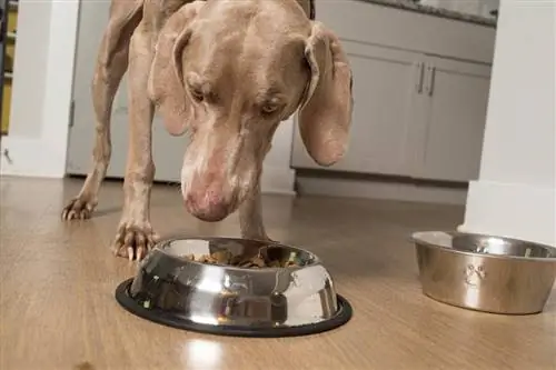 Weimaraner che mangia cibo per cani