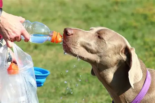 cane weimaraner che beve da una bottiglia d'acqua