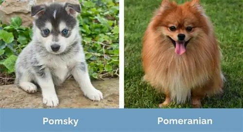 Pomsky vs Pomeranian sida vid sida