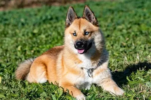 pomsky hund på gräset