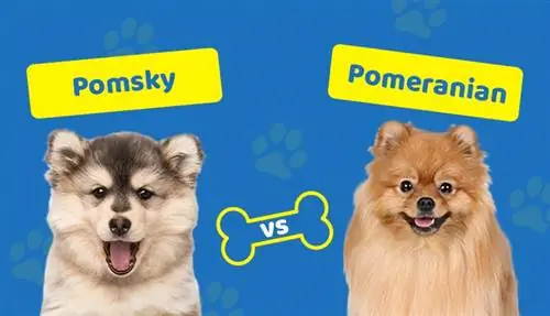 Pomsky vs. Pomeranian: The Main Differences (Med bilder)