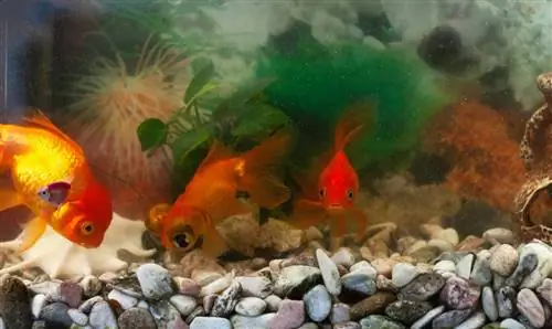 Ein Goldfischbecken mit Kiesboden und ein paar orangefarbenen Goldfischen darin