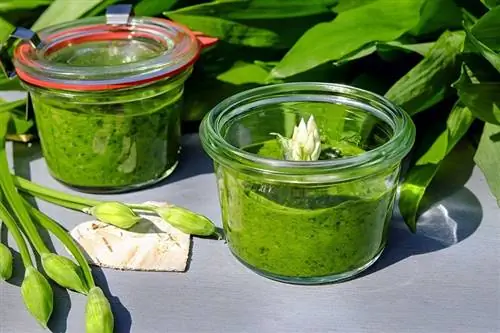 Kunnen katten pesto eten? Door dierenartsen beoordeelde gezondheidsgids &