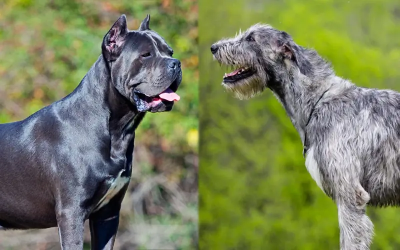 widok z boku Cane Corso i wilczarza irlandzkiego