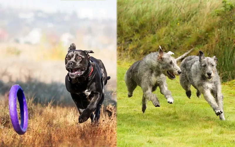 Cane Corso et Irish Wolfhound