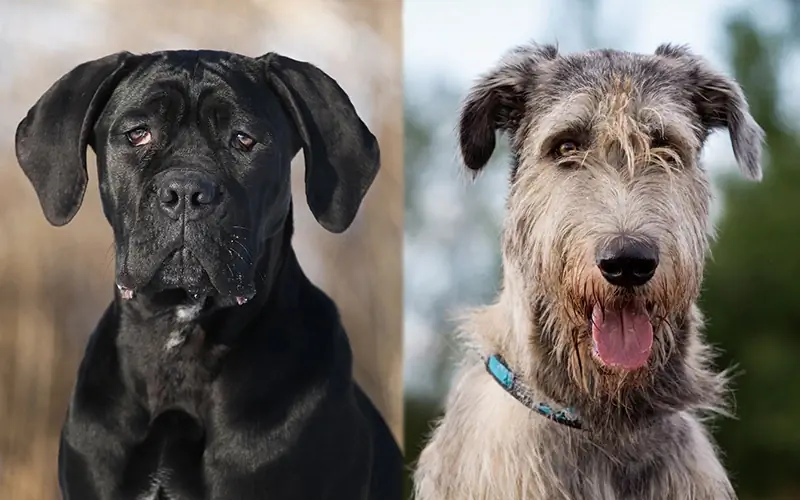 Rasy rodzicielskie Cane Corso Irish Wolfhound Mix