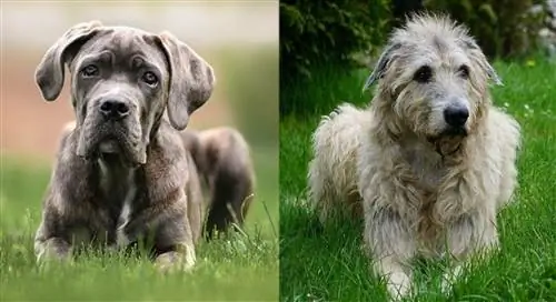 Cane Corso İrlandiya Wolfhound Mix: Məlumat, Şəkillər, Xüsusiyyətlər & Faktlar