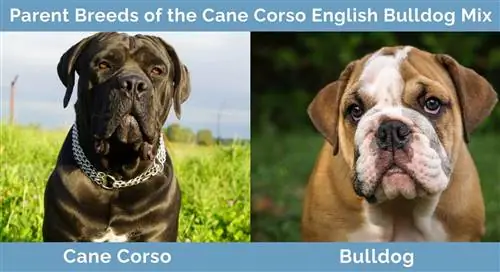 Parent-Breed-of-the-Cane-Corso-inglise-bulldog-mix