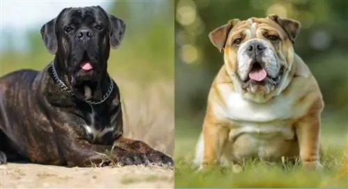 Mješanac Cane Corso engleskog buldoga: slike, temperament & Osobine