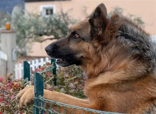 schäferhund med upphöjda hackles