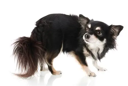 chihuahua hond in wit agtergrond