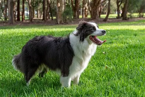 ድንበር collie ውሻ ከቤት ውጭ ቆሞ