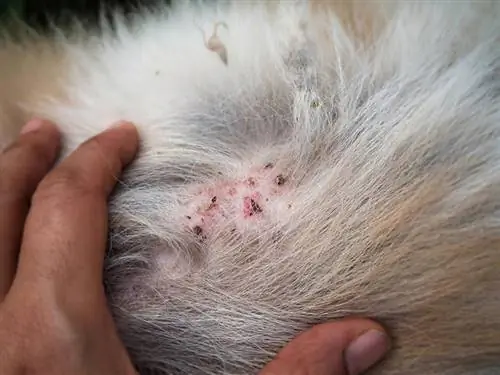 dermatitis alahan kutu pada anjing