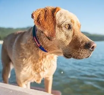 7 bedste halsbånd til Golden Retrievere i 2023 – Anmeldelser & Topvalg