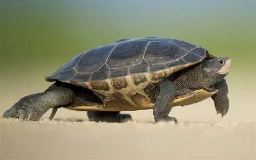 River Cooter skildpadde