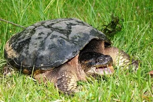 Schnappschildkröte auf Gras