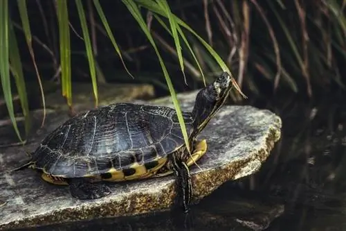 Gelbbauch-Schmuckschildkröte