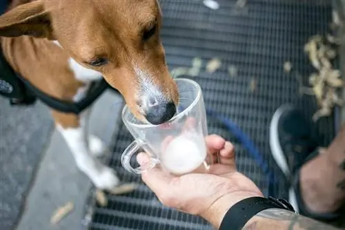 Lindo cachorrito o perro con arnés lame la leche_bublikhaus_shutterstock