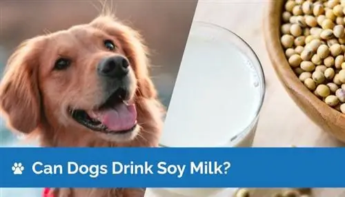 ¿Pueden los perros beber leche de soya? ¿Es segura la leche de soya para perros?