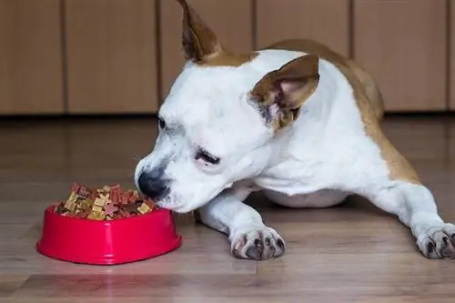 Cachorro comendo ração