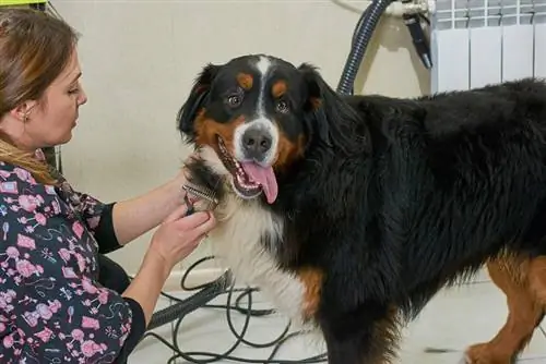 bernese dağ köpeğinin saçını tarayan kadın