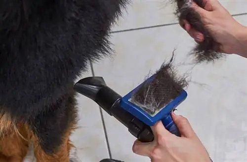 Haare des Berner Sennenhundes