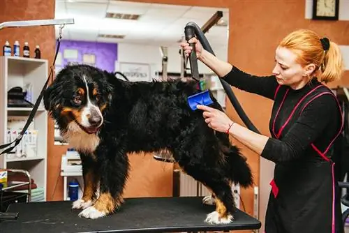 Hundefriseurin trocknet und bürstet die Haare eines Berner Sennenhundes