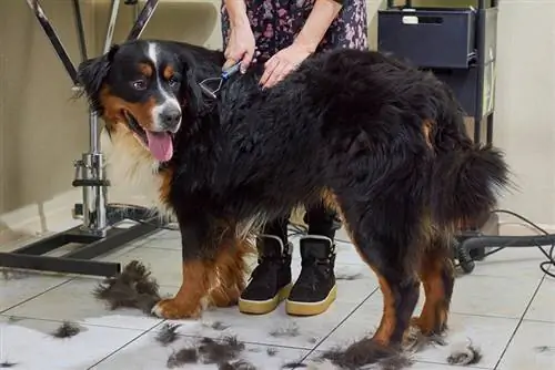 15 ótimas dicas de higiene para cães da montanha de Bernese (cuidados e bem-estar caninos)