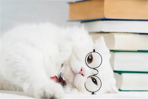 gato peludo blanco con gafas