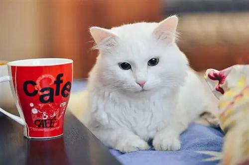 gato blanco tirado junto a una taza