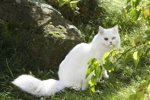 gato blanco europeo de pelo corto