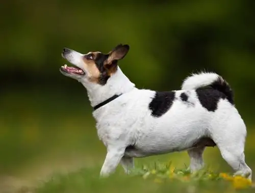 Tanskan ruotsalainen Farmdog_Shutterstock_BIGANDT-j.webp