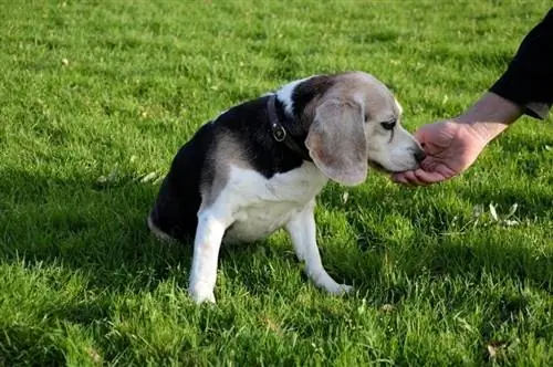 beagle mâncând