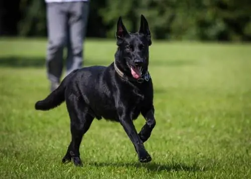 černý belgický malinois pes