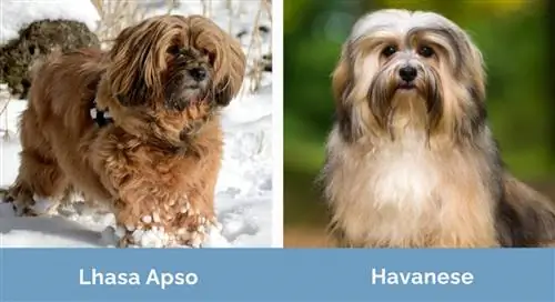 Lhasa Apso vs Havanese krah për krah