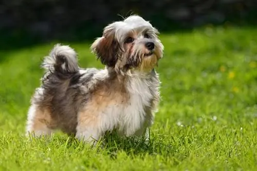 um cachorrinho sable havanese no parque