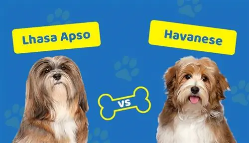 Lhasa Apso Vs Havanese: ما وجه الاختلاف بينهما؟ (مع الصور)